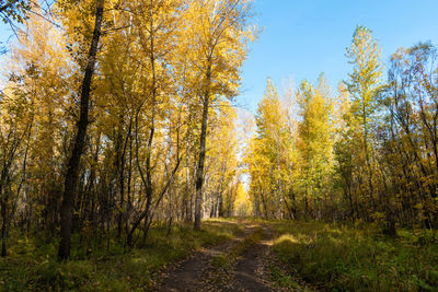 Trees in forest during autumn