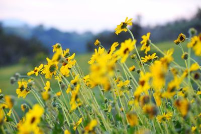 Close-up of yellow flowers growing in field