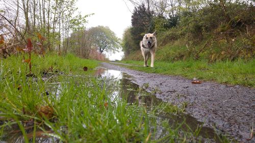 Dog in water