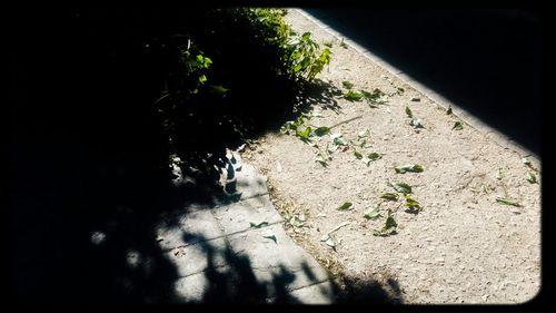 Shadow of tree on the wall