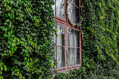 Ivy growing on tree outside house