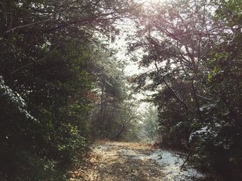 Trees in forest