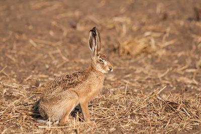 Cheeky looking hare on a stubble field