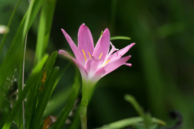 Close-up of pink crocus flower