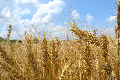 Close-up of wheat growing on field against sky