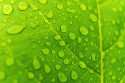 Full frame shot of wet leaves