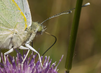 Close-up of butterfly pollinating on purple flower