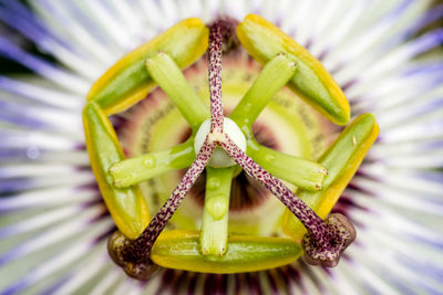 High angle view of pineapple on plant