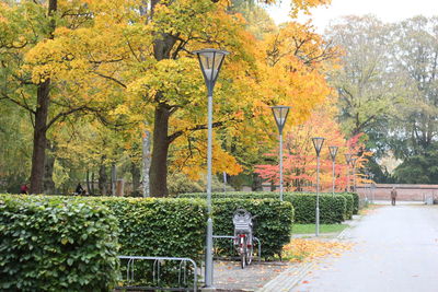 Trees in park