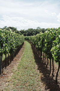 View of vineyard against sky