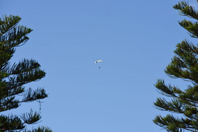 Low angle view of birds flying against clear blue sky