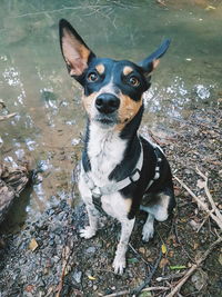 High angle portrait of dog sitting on land