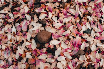 Bright pink and white flower petals in a pile of grey rocks