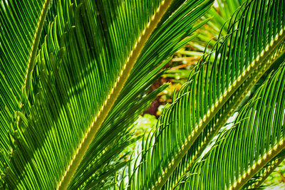 Close-up of palm tree