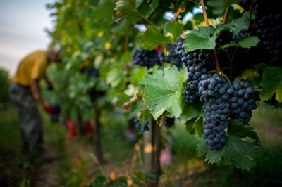Close-of grapes growing in vineyard