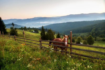 Horse standing by fence on field