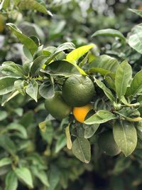 Close-up of fruits on tree