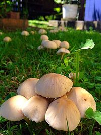 Close-up of mushroom growing on field