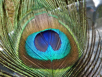 Close-up of peacock feather