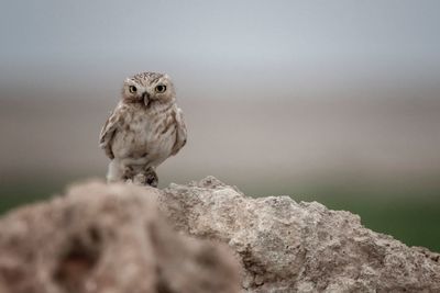 Portrait of owl perching on rock