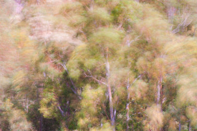 Full frame shot of trees in forest