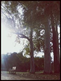Scenic view of trees by river