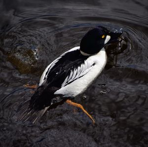 High angle view of duck swimming in lake