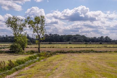 Scenic view of field against sky