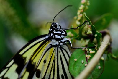 Close-up of butterfly on leaf