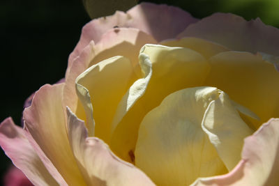 Close-up of rose blooming outdoors