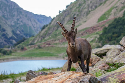 Ibex standing on rock