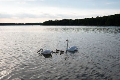 Swan swimming in lake