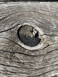 Full frame shot of tree trunk