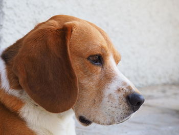 Close-up of a dog looking away