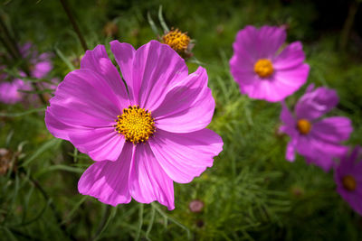 Close-up of cosmos blooming outdoors