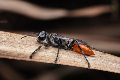 Close-up of insect on wood