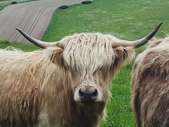 Cow on field