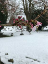 Close-up of fresh pink flower tree in snow