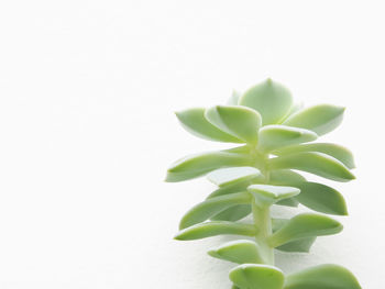 Close-up of succulent plant against white background