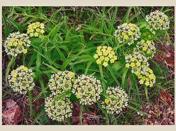 Close-up of white flowers