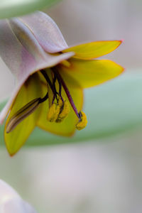 Close-up of yellow flower