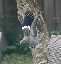 Close-up of a bird flying