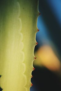 Close-up of flowering plant