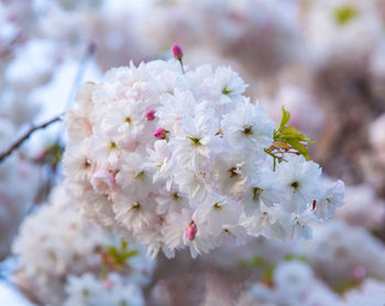 Close-up of cherry blossom