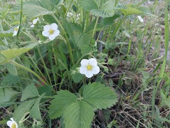 plant