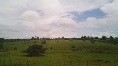 Scenic view of grassy field against sky