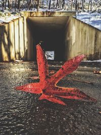 Close-up of red leaf