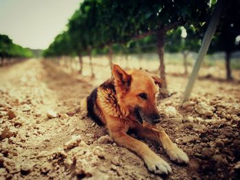 Dog relaxing at vineyard