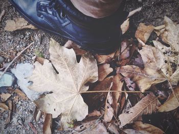 High angle view of autumn leaves