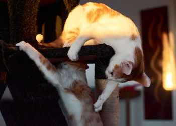 Close-up of a cat lying down